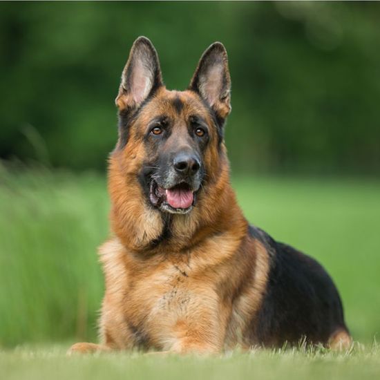Le Top 10 Des Chiens Préférés Des Français