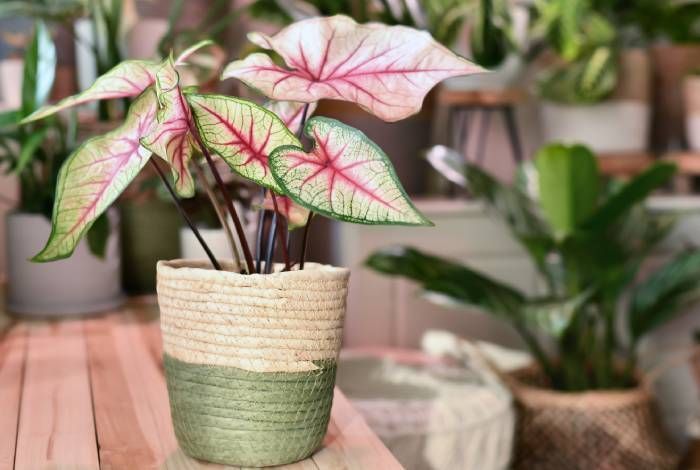 Ces 10 Plantes D Interieur Sont Toxiques Pour Vos Chats