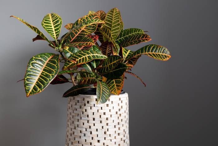 Ces 10 Plantes D Interieur Sont Toxiques Pour Vos Chats