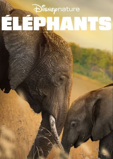 2022-09/elephants.jpg