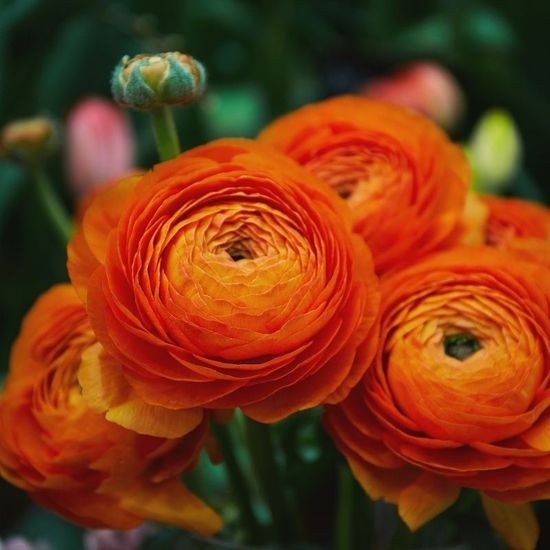 Découvrez les plus belles fleurs à planter dès maintenant pour avoir un  jardin coloré en été