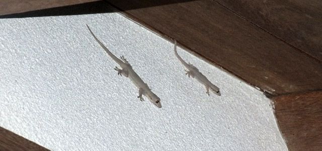geckos-datai