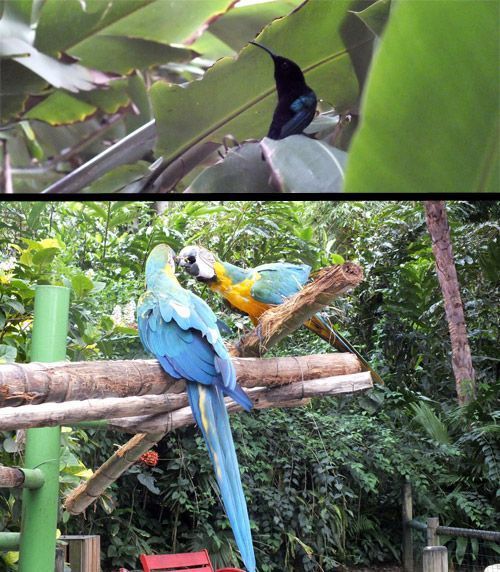 Un oiseau-mouche et des perroquets du Jardin botanique.