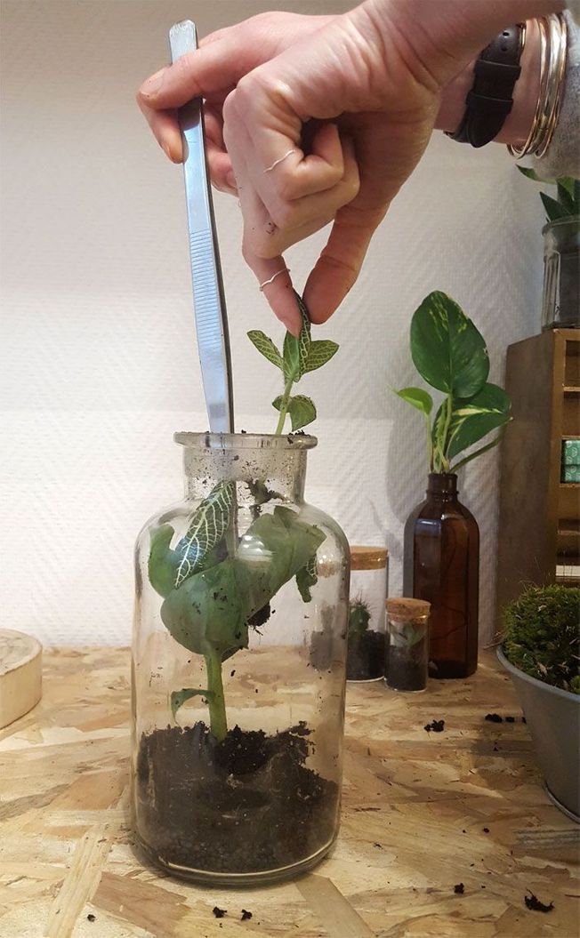 Un mini terrarium de plantes.
