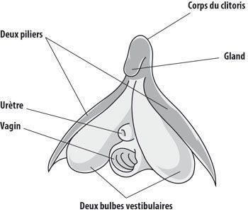 Un schéma du clitoris.