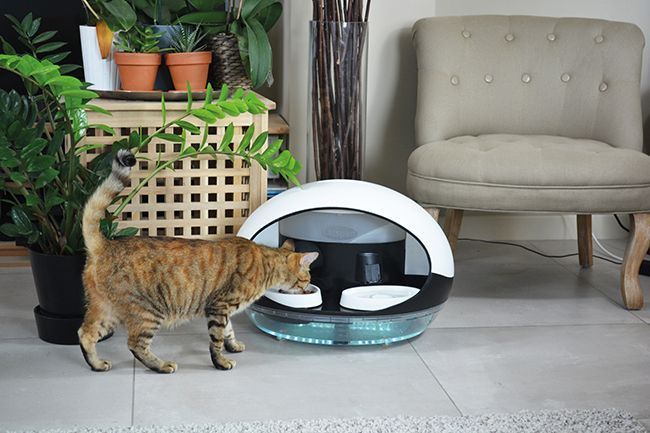 Avec Cet Objet Connecte Prime A Las Vegas Vous Controlerez Mieux L Alimentation De Votre Chat