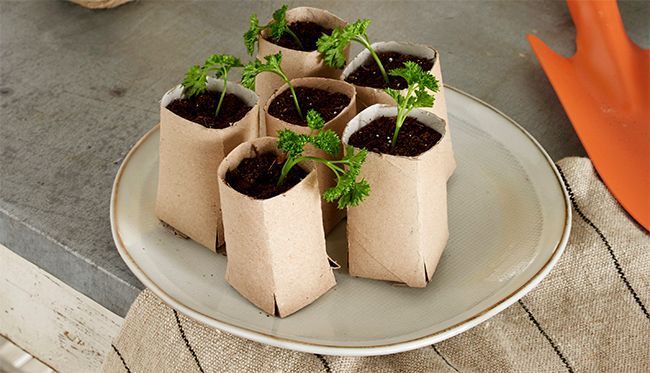 Pots à semis en papier et carton - infomaison