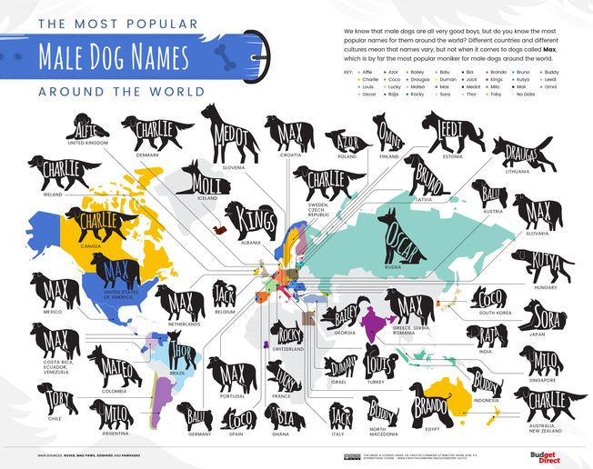 Les noms de chiens tendances dans le monde.