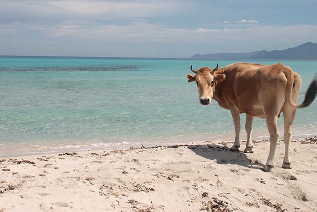 Une vache à la plage de Saleccia en Corse.