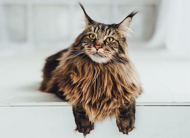A Maine Coon cat.