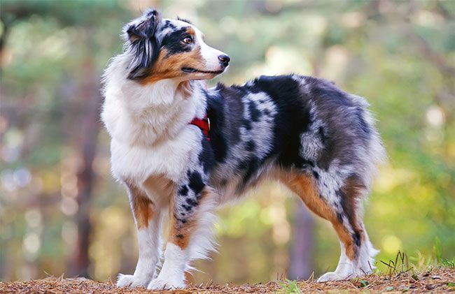 Top 20 des races de chiens français : Origine et caractéristiques !