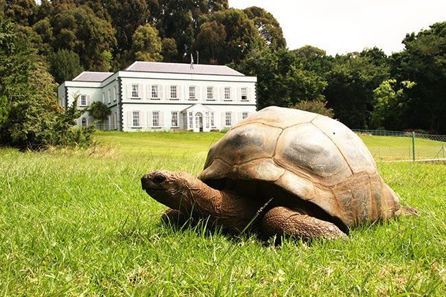 Jonathan la plus vieille tortue des Seychelles.