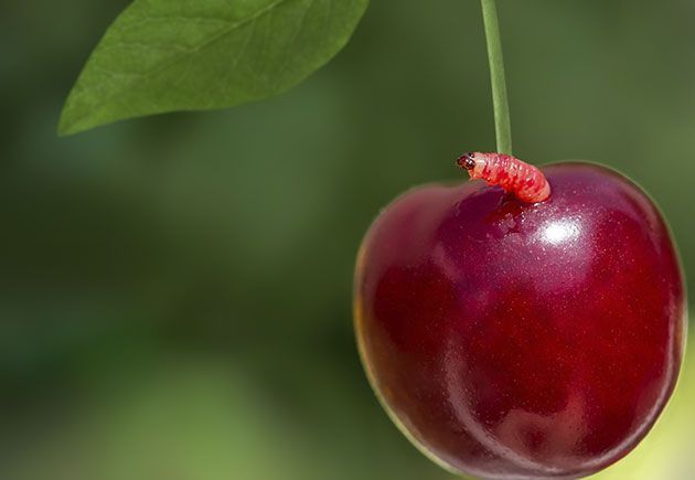 Cette astuce de grand-mère permet d’ôter les vers des cerises sans effort