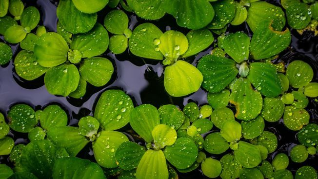 Pistia Stratiotes : la plante aquatique idéale pour votre bassin