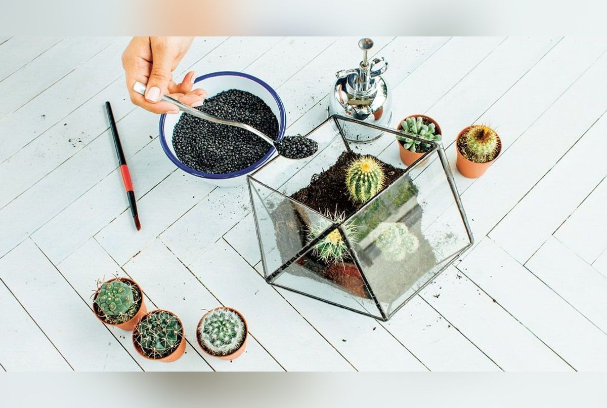 DIY : comment fabriquer un terrarium de plantes ouvert