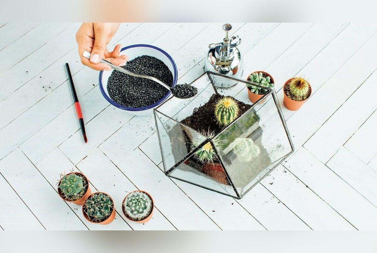 Terrarium : comment le réaliser soi-même ? Tutoriel