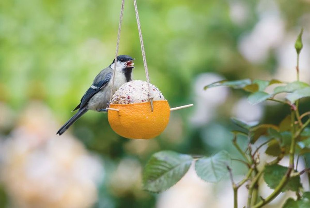 Comment fabriquer une mangeoire pour oiseaux soi-même ?