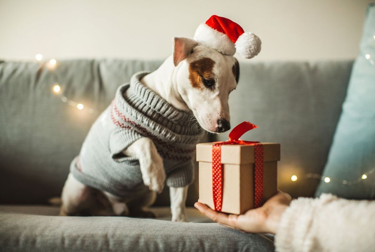 Les chiens et les chats ne sont pas des cadeaux de Noël !