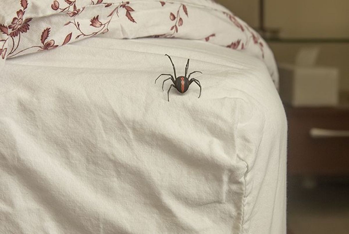 Sommeil : voici combien d'araignées nous avalons en dormant au ...