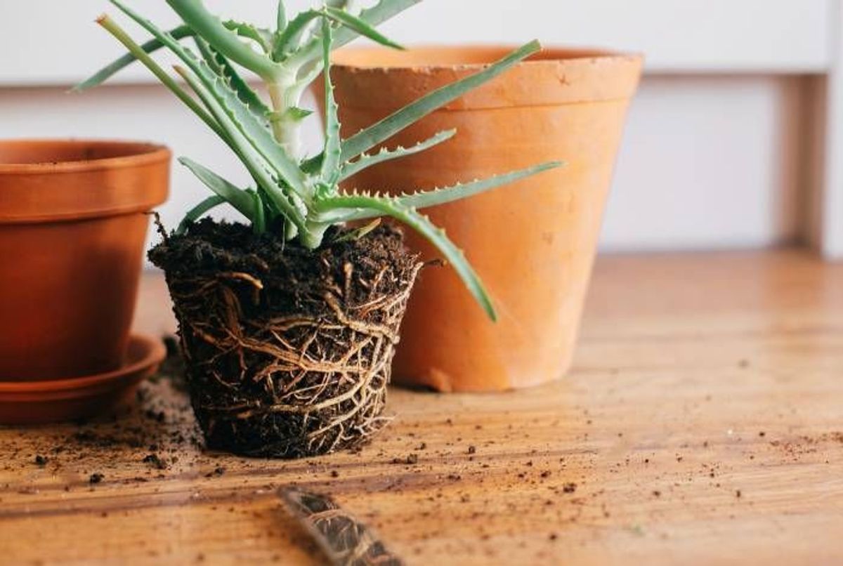 Le guide ultime de l'entretien de l'Aloe Vera : Astuces simples pour une  plante d'intérieur saine et épanouie! – La Green Touch