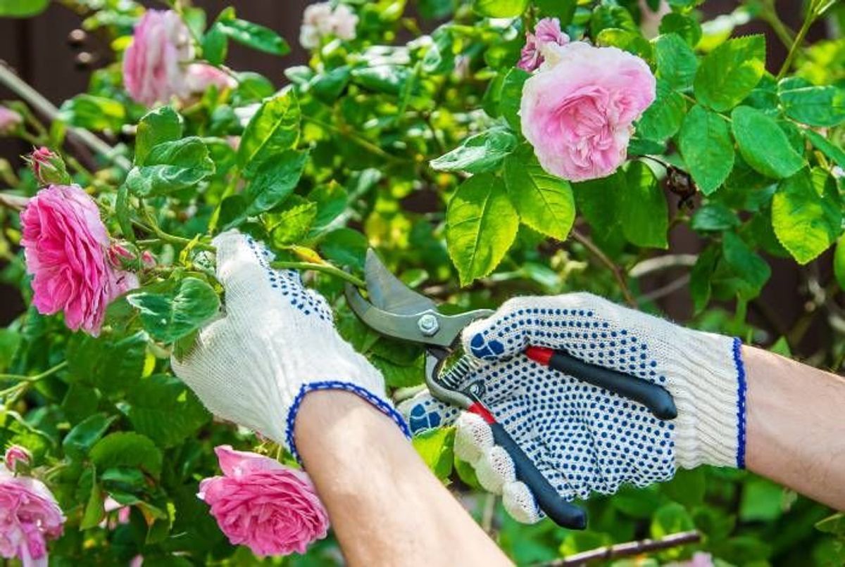 Gants de jardinage taille des rosiers rose