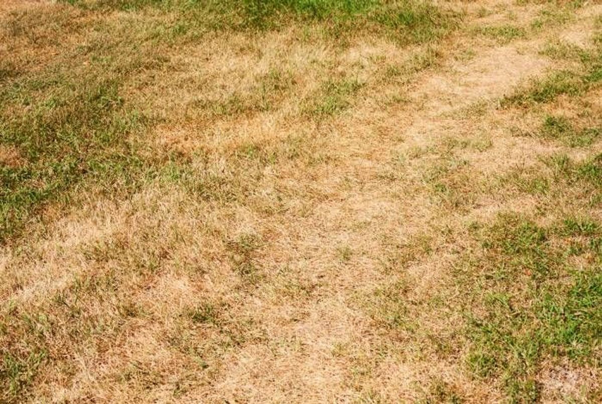 Jardinage comment lutter contre la pelouse jaune