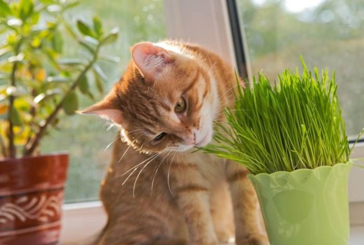 Achetez l'Herbe à Chat - Plante stimulante pour votre félin – La