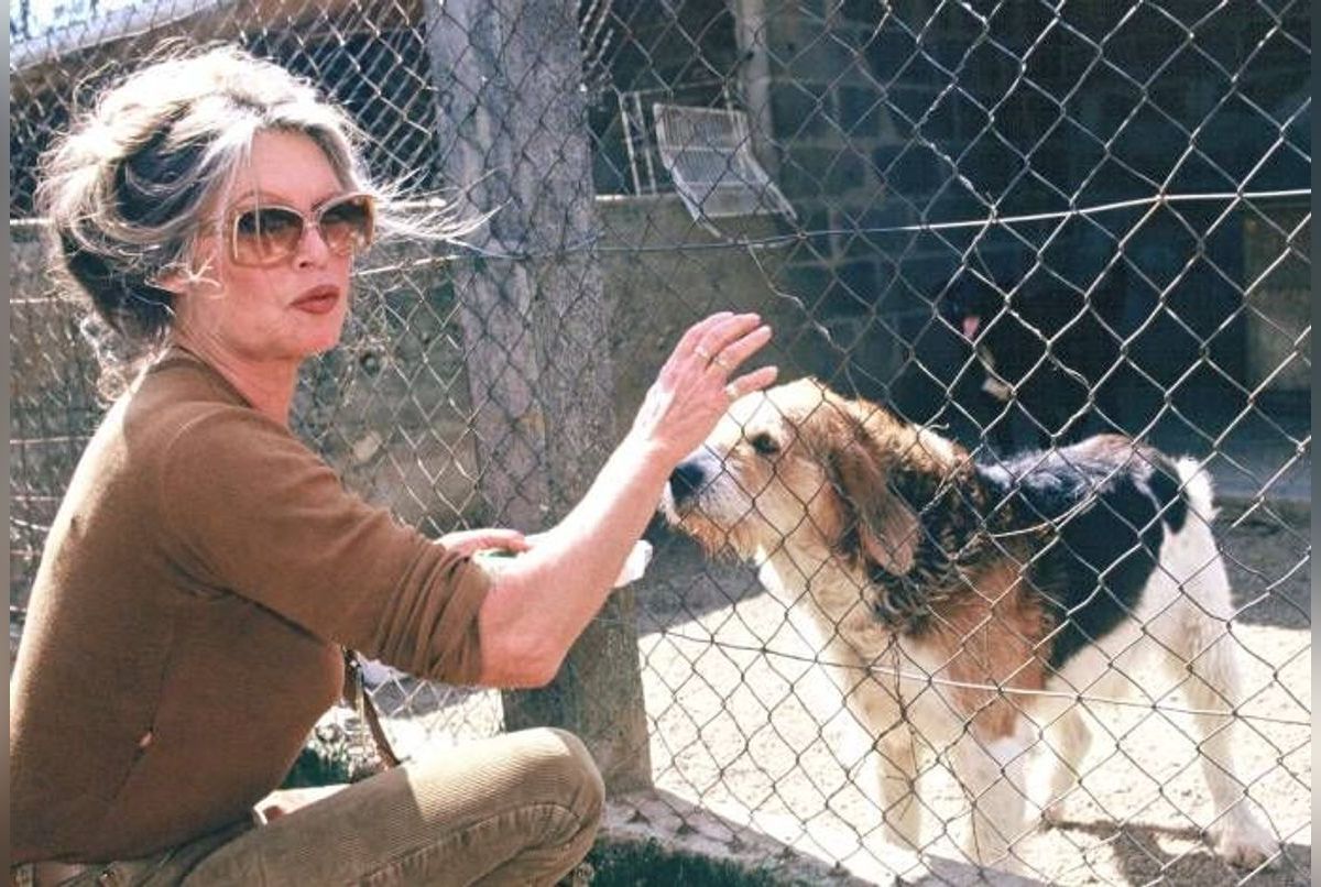 Brigitte Bardot publie une lettre ouverte virulente aux organisateurs de corridas