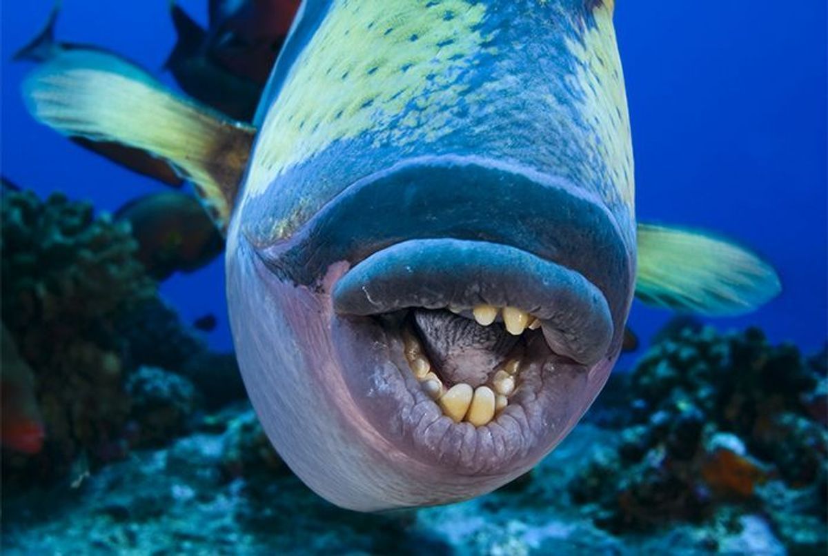 Doigts de pieds et mollets croqués… Avec ses 22 dents broyeuses, ce poisson « mordeur de jambes