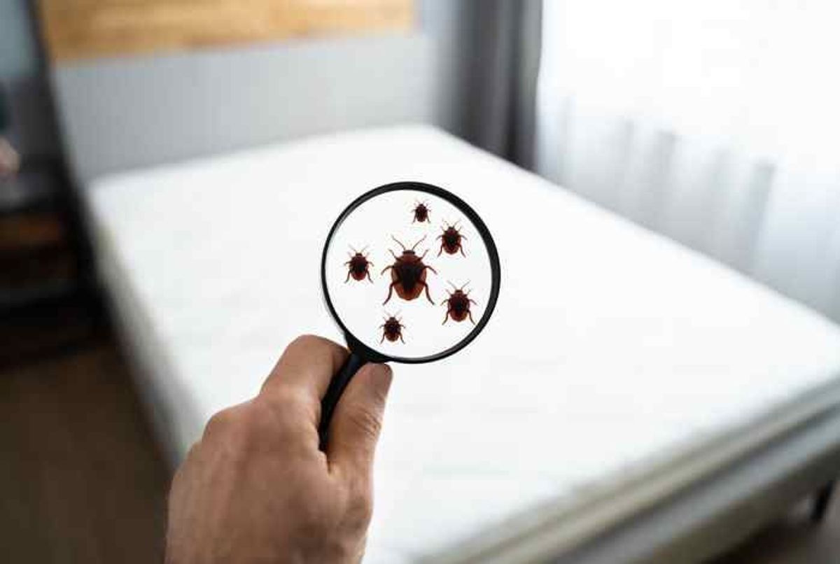 Punaises de lit : un insecticide dangereux à l'origine de multiples  intoxications