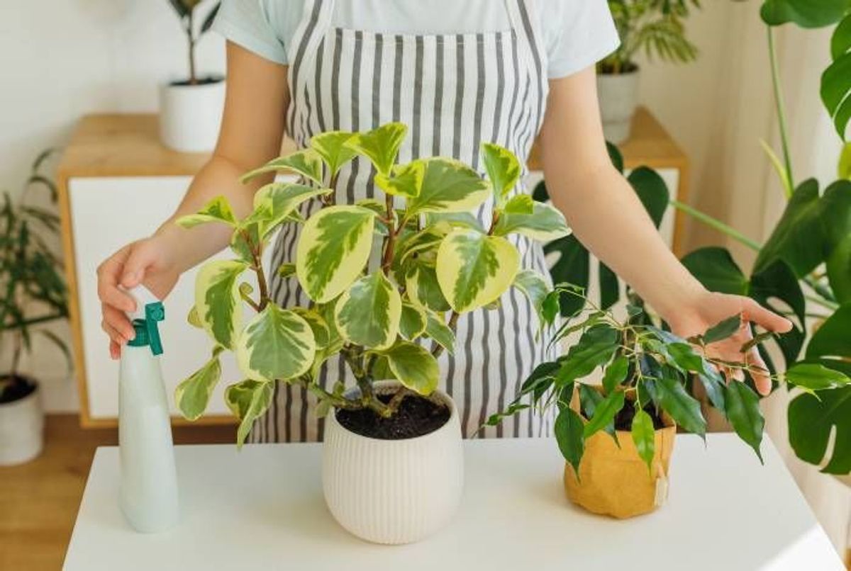 Comment nettoyer les plantes d'intérieur - Hortus Focus I mag