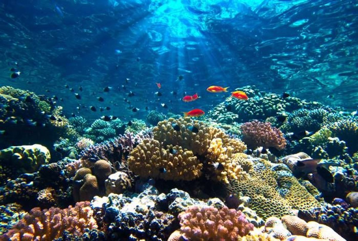 Environnement : pour préserver son milieu marin, la France va élaborer …