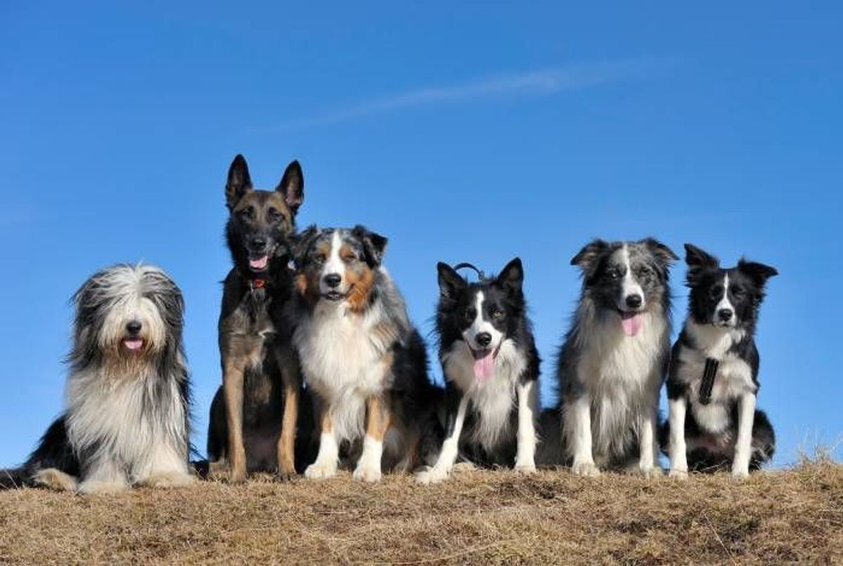 Le Top 12 des races de chiens les plus intelligentes