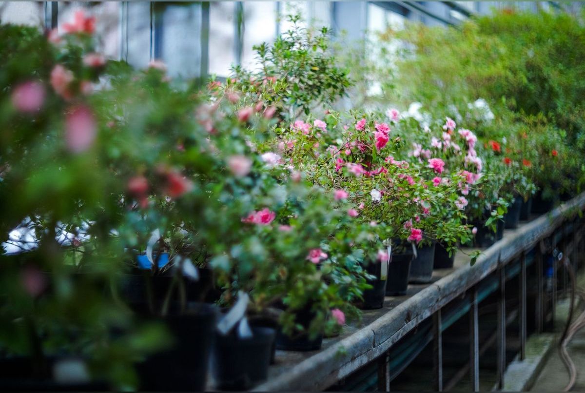 9 plantes brise-vue pour protéger son jardin ou son balcon du vis-à-vis