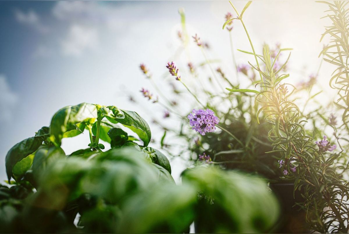 Les 11 plantes anti nuisibles pour le jardin et la maison