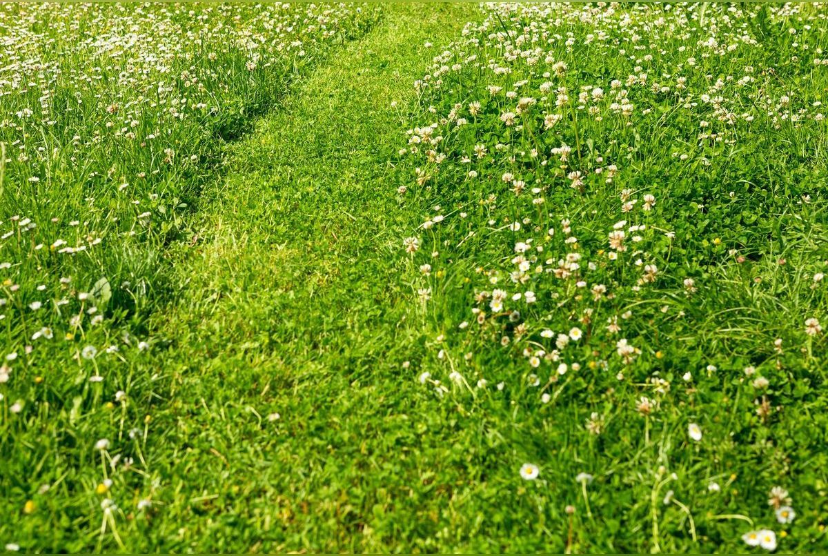 Tonte différenciée : cette alternative écologique utile en périodes de sécheresse pour garder votre pelouse verte et saine