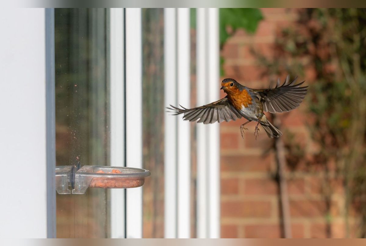 Pourquoi les oiseaux se cognent aux vitres et comment éviter ses collisions ?