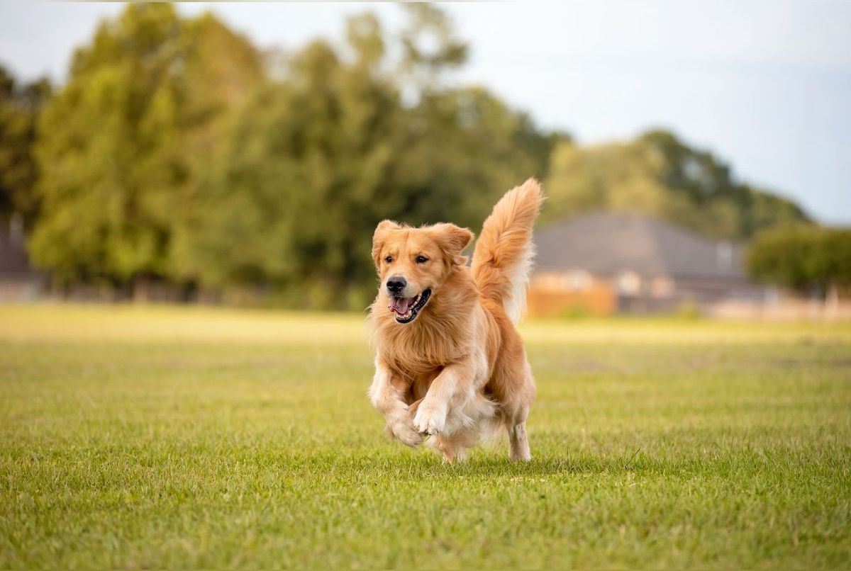5 conseils pour prévenir les fugues chez les chiens