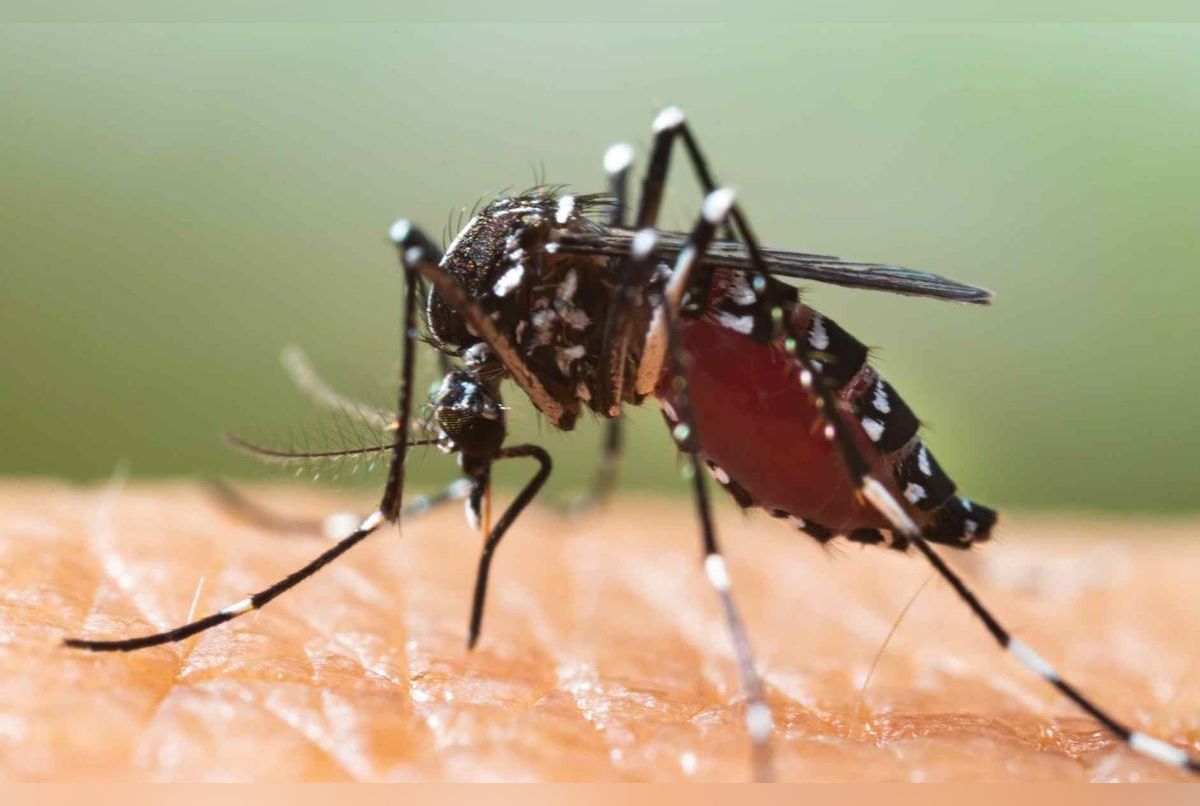 Le moustique tigre  Anses - Agence nationale de sécurité sanitaire de  l'alimentation, de l'environnement et du travail