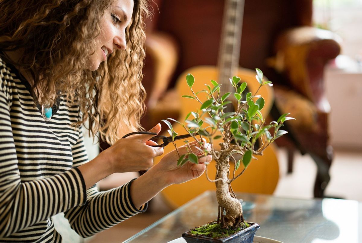 Entretien et soin du bonsai - Comment l'entretenir
