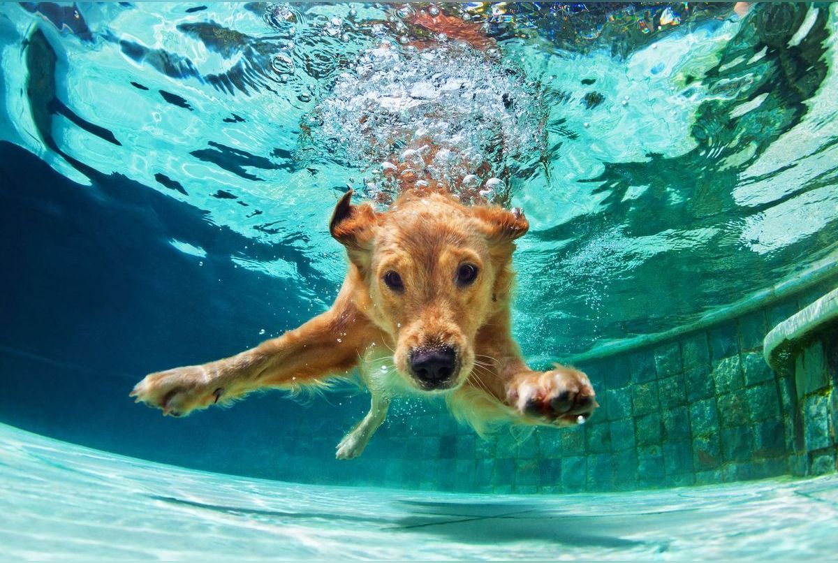 Une piscine pour chiens à Mérignac ! Une première en France