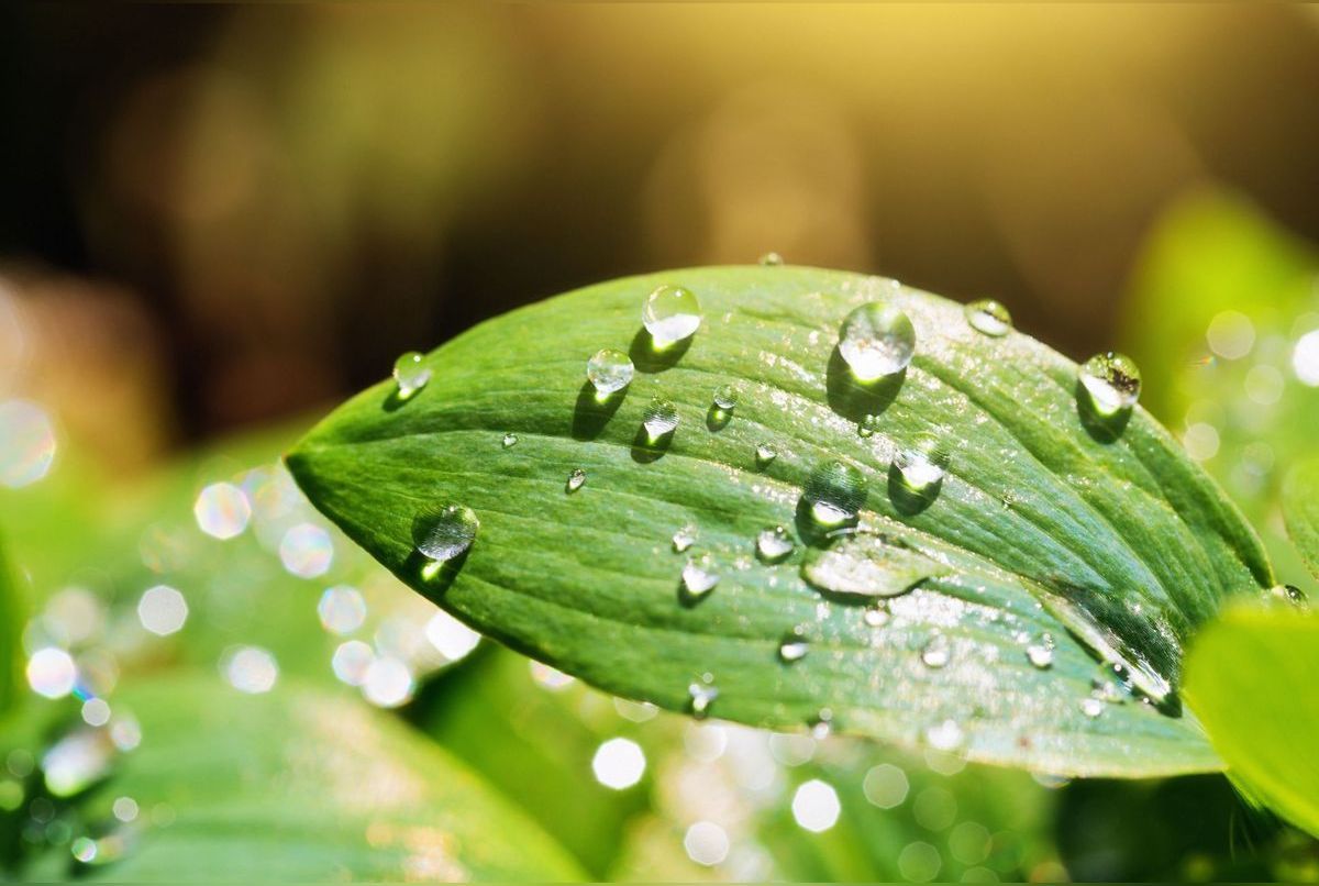 Combien de temps nos plantes peuventelles survivre sans eau