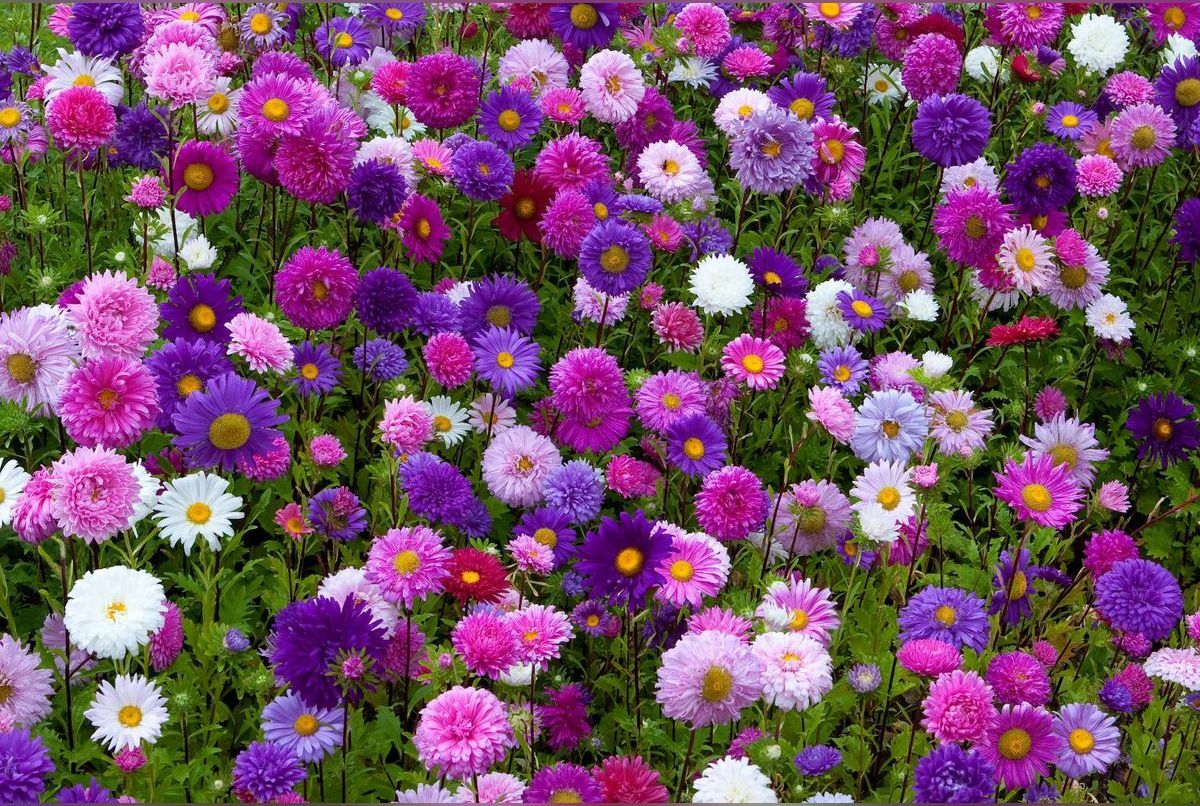 Les 8 plus belles fleurs à planter pour un jardin d'automne