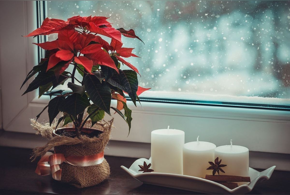 5 plantes pour une décoration de Noël réussie