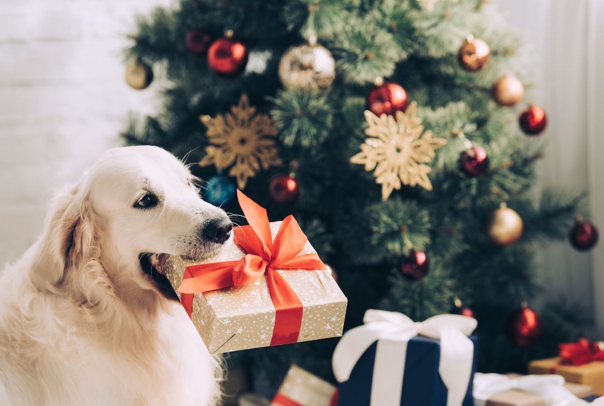 24 accessoires pour chien ultra-chic à offrir à Noël