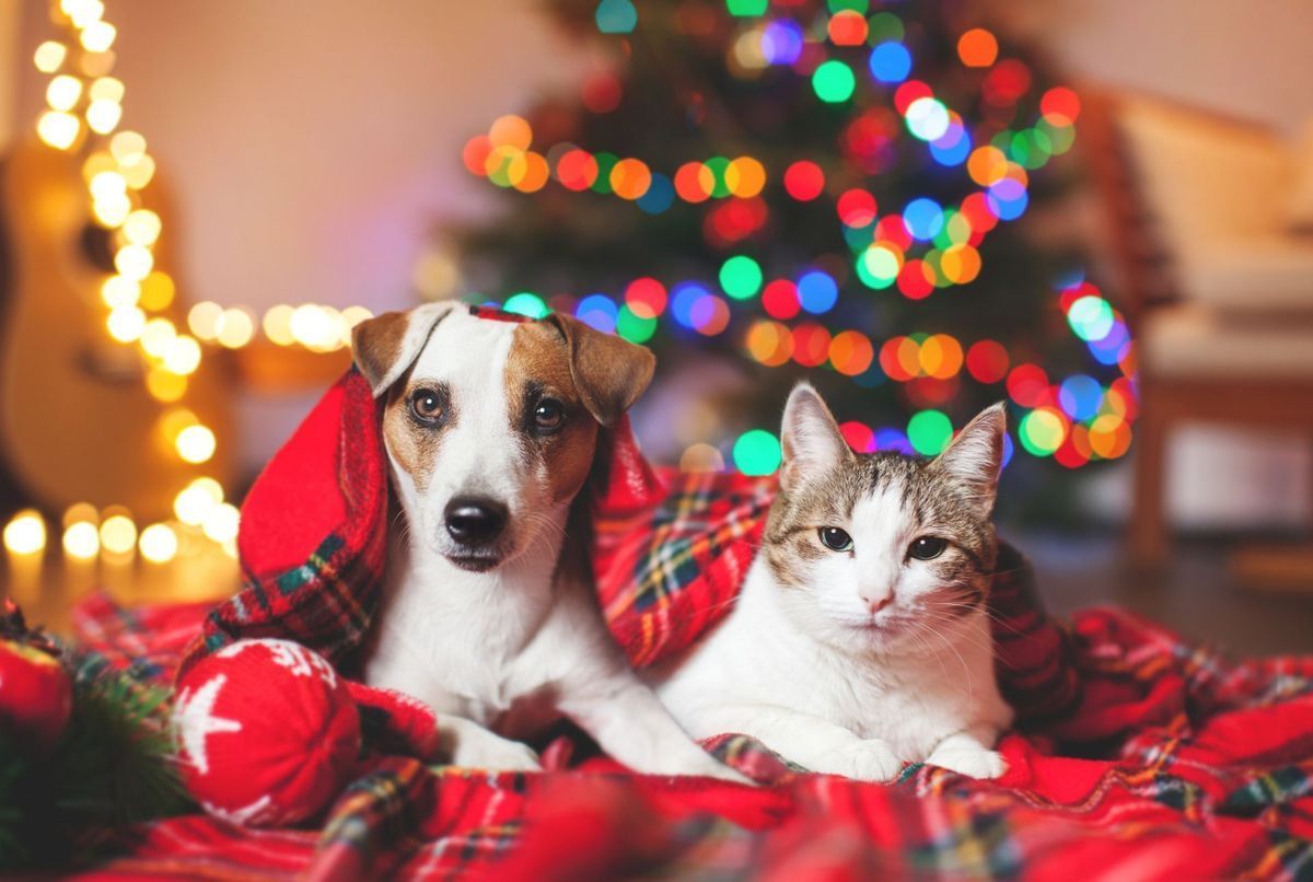 Idées Cadeaux pour Noël à offrir à son animal de compagnie