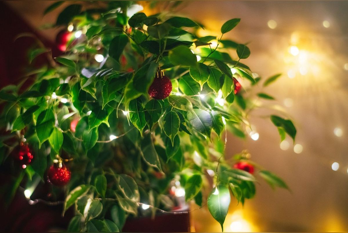 5 arbres d’intérieur pour remplacer le sapin de Noël