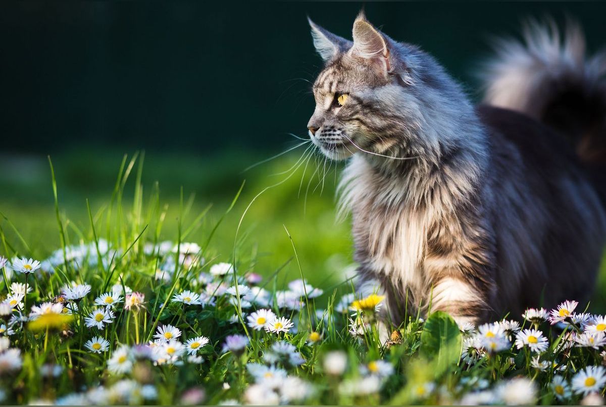 Les races de chats préférées des Français en 2023 - Santévet