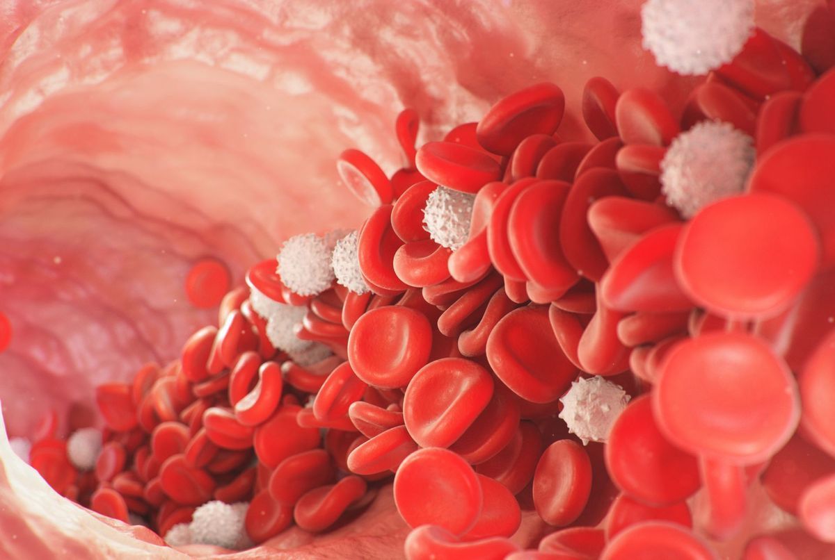 Tout comprendre sur les globules rouges, blancs et les plaquettes