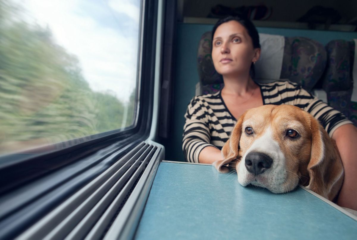 Polémique sur les chiens sans muselière dans le train : quelles sont les règles ?